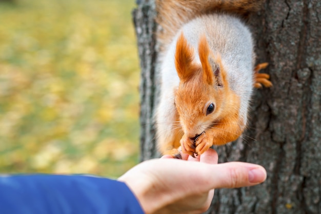 Squirrel eats from the wood in the forest. 