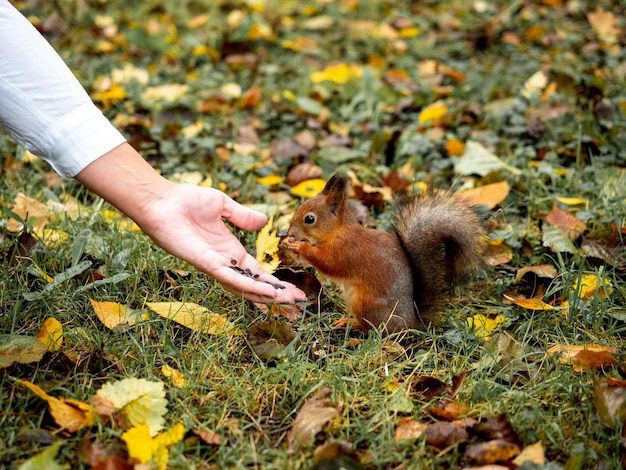 Photo squirrel eats seeds from the hand