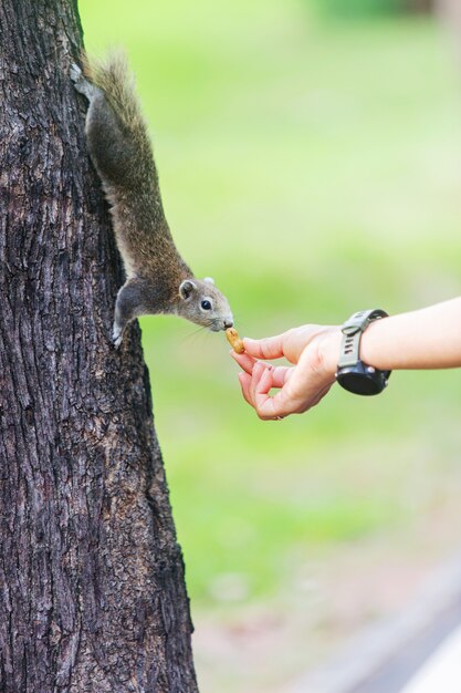 公園の木に人間の手から餌のリス