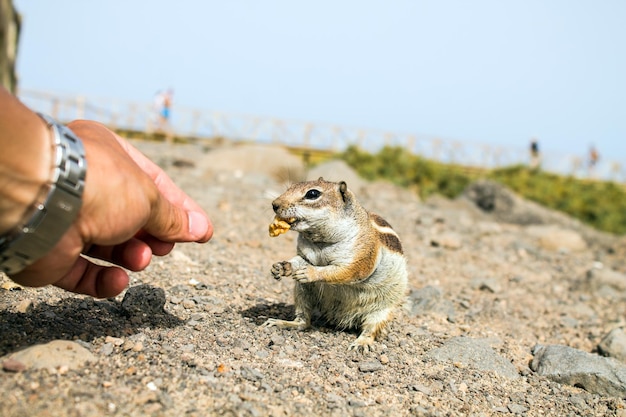 Photo squirrel feeding