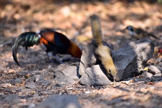 写真 自然界でのリスの食