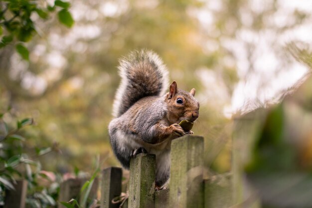 Photo squirrel on a fence