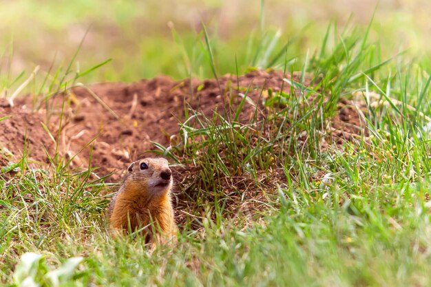 Photo squirrel on a field