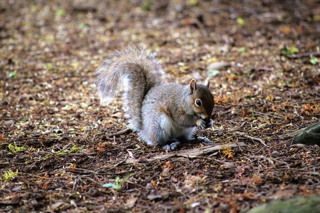 Photo squirrel on a field