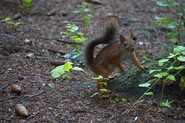 Squirrel on a field