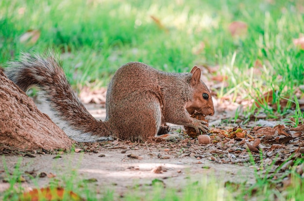 Photo squirrel on a field