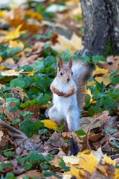 Photo squirrel on field