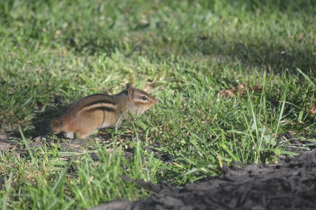 Squirrel on field