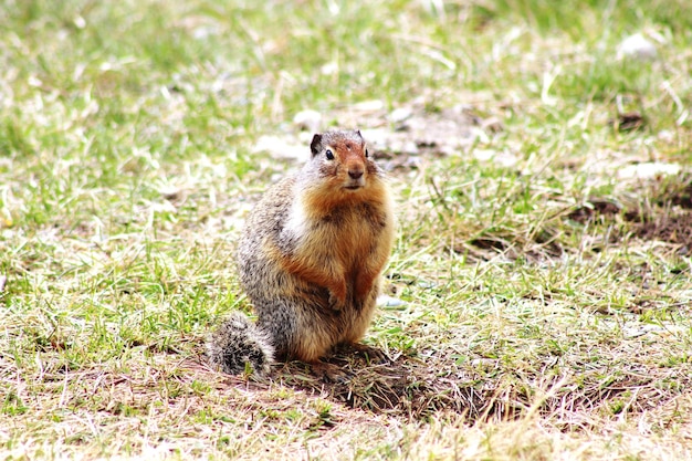 Photo squirrel on a field