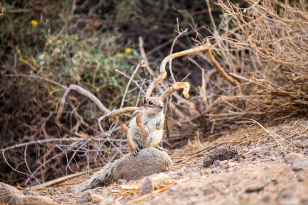 Photo squirrel on a field