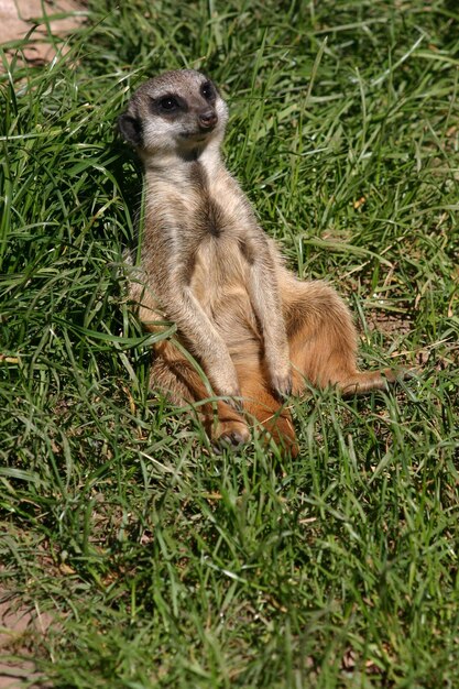 Squirrel on field