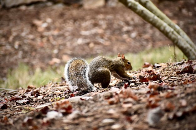 Photo squirrel on a field