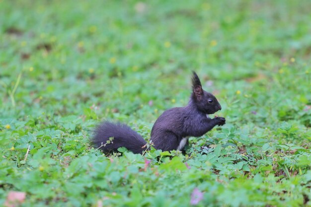 Squirrel on a field