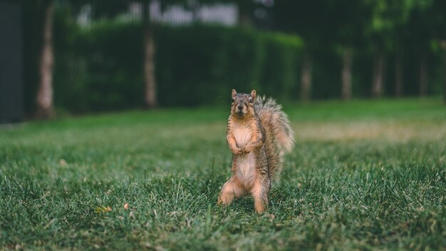 Squirrel foraging for food close encounter with a forest dweller