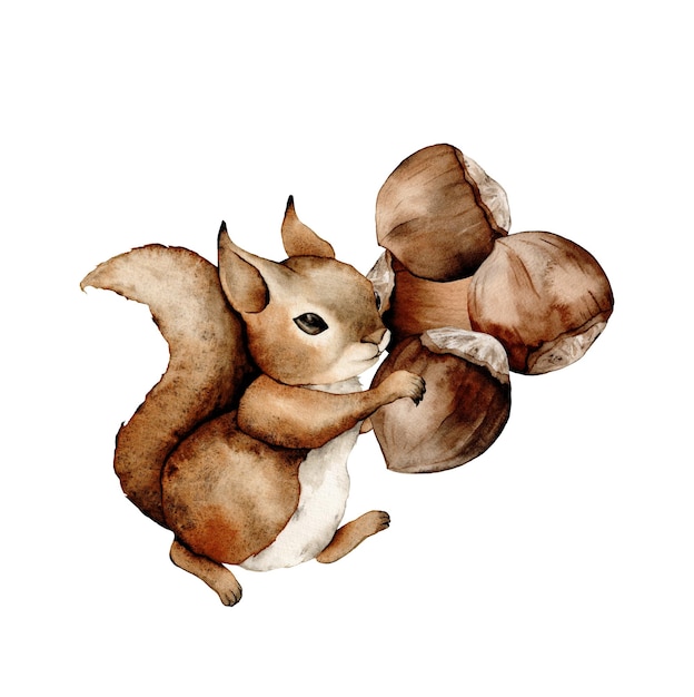 Squirrel forest animals watercolor Hazelnut elements set Handdrawn  illustration whole slice nuts