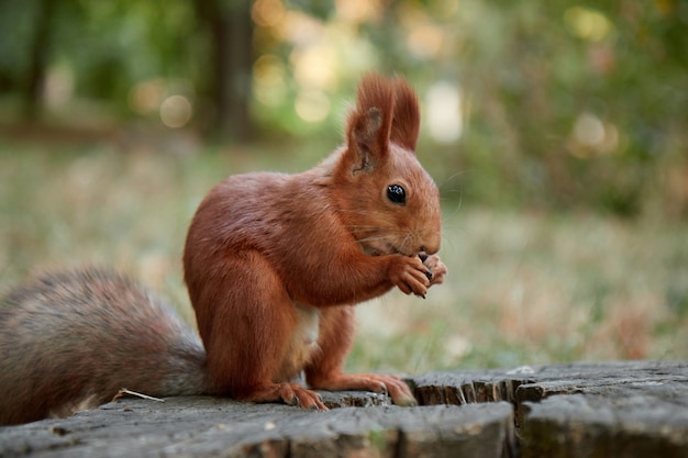 Squirrel in the forest on a stump eats a nut, fluffy tail, autumn, fallen leaves