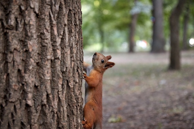 Squirrel in the forest on a tree trunk, fluffy tail, autumn, fallen leaves