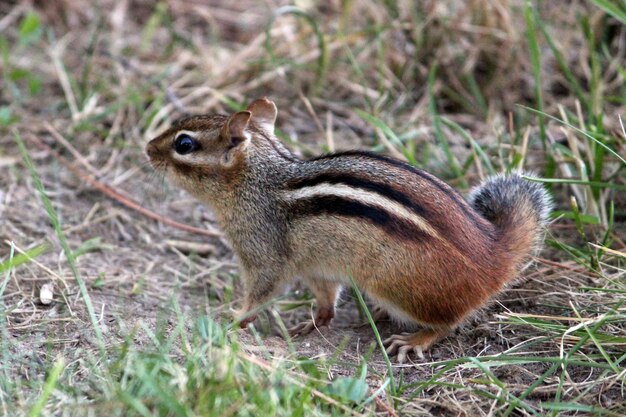 Photo squirrel in forest