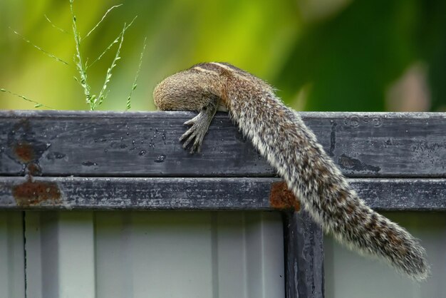 Squirrel found food and climbs the fence behind her a black and
white striped back and tail fluffy and cute animals in the garden a
general view for sri lanka