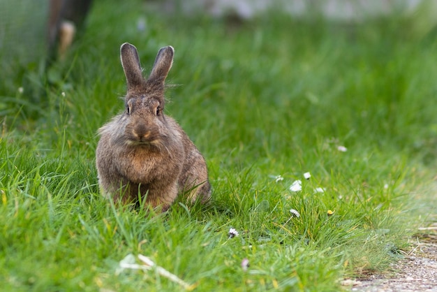 Foto scoiattolo sull'erba nel campo