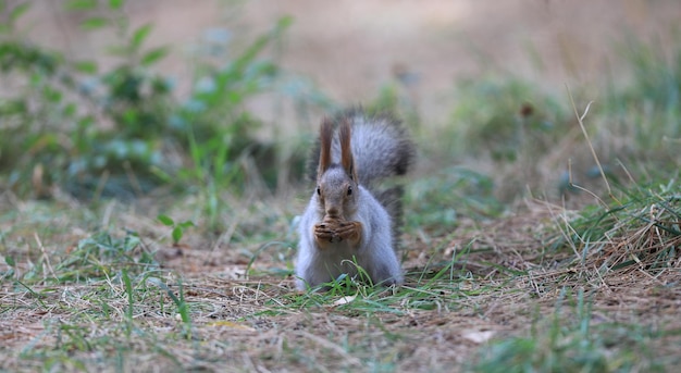 squirrel on the grass