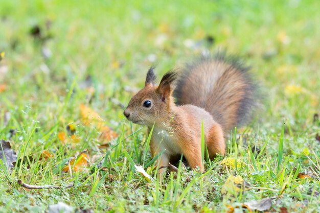 Squirrel on the grass