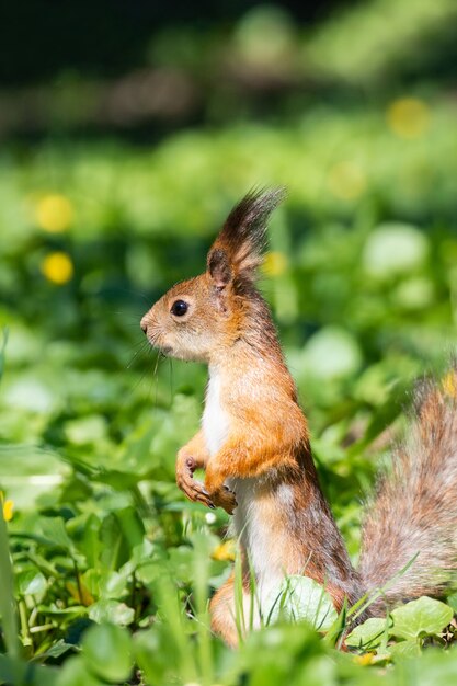 Squirrel on the grass