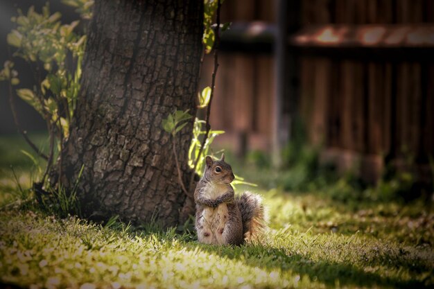 Foto lo scoiattolo sul campo erboso vicino all'albero