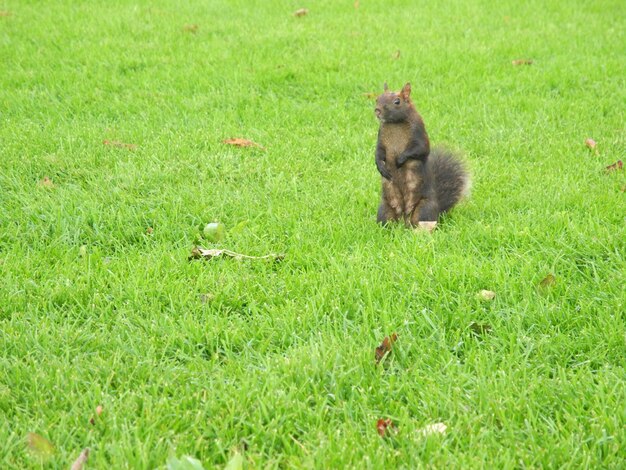 Photo squirrel on green field