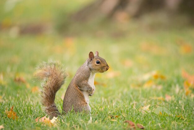 Squirrel on a green meadow eating nuts