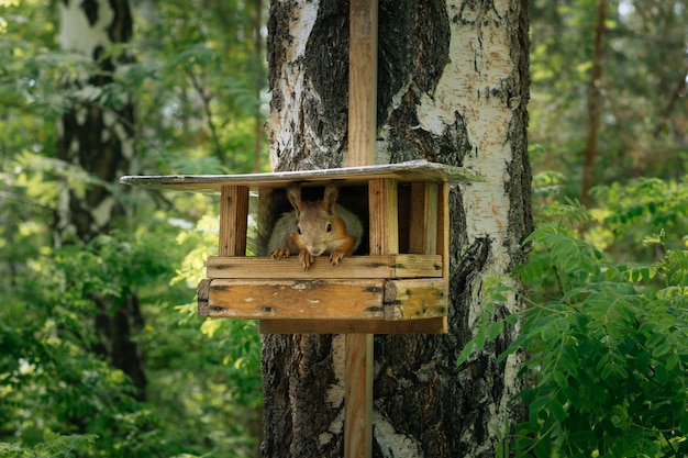 Squirrel in a green park on a birch