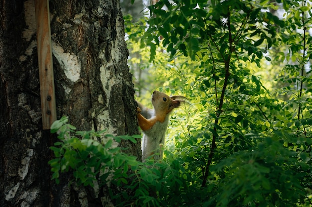 Squirrel in a green park on a birch