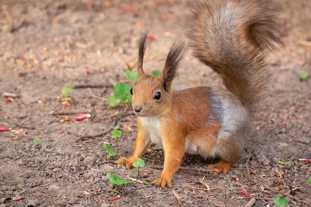 Squirrel on the ground