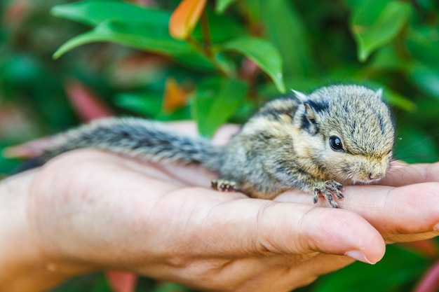 Squirrel on hand