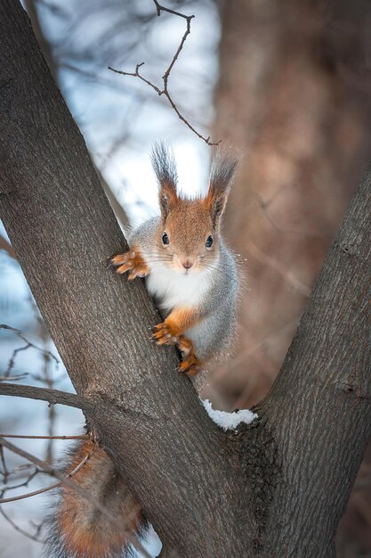 写真 秋の公園のリス ×9