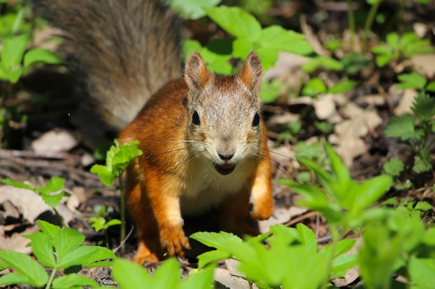 a squirrel is amazed and looking at the camera