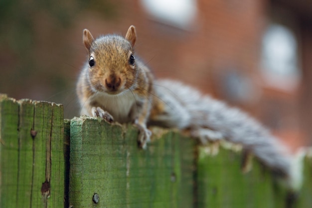 A squirrel is on a fence