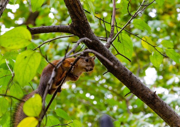 A squirrel is on a tree branch and is looking up.