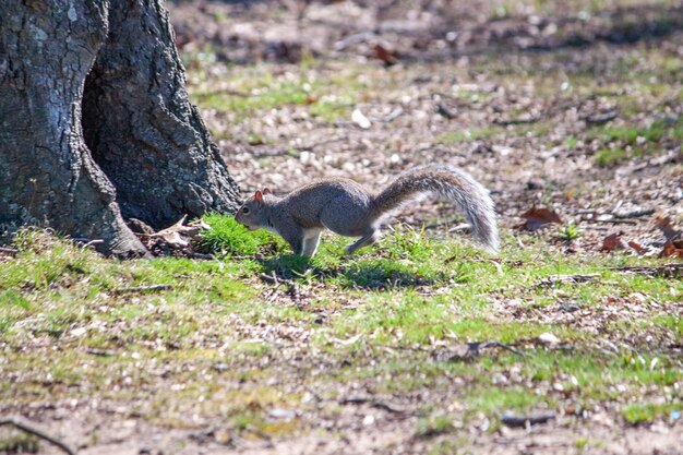 A squirrel is walking around a tree and the ground is covered in grass.