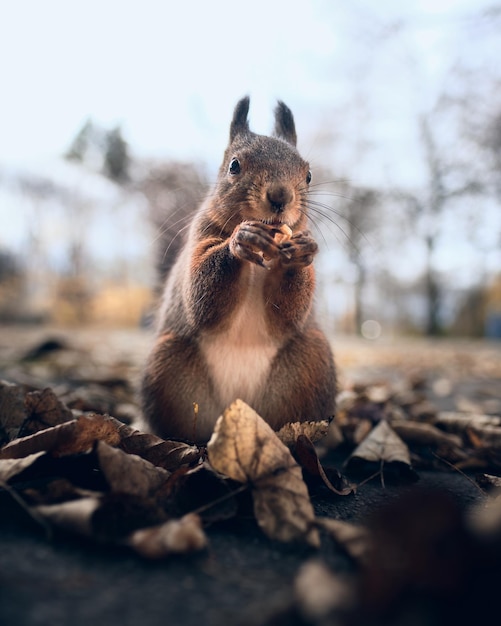 Squirrel on land