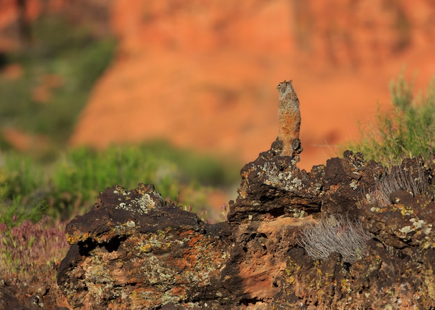 Белка на лавовых скалах в Snow Canyon State Park Юта