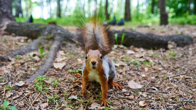 Squirrel looks at you. Summer forest. Tomsk. Russia.