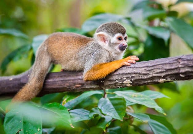 Squirrel monkey in the green forest