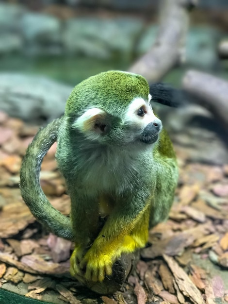 Squirrel monkey in jungle zoo vertical photo