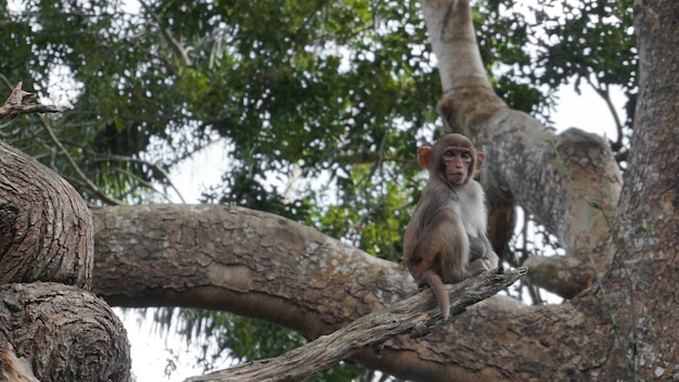 Scimmia scoiattolo in habitat naturale, foresta pluviale e giungla, giocando e muovendosi