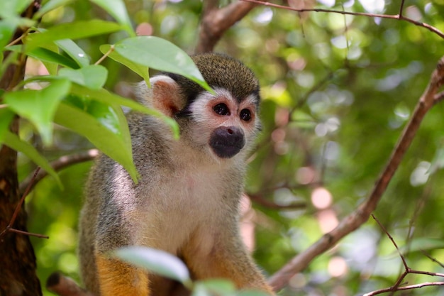 Squirrel monkey on tree
