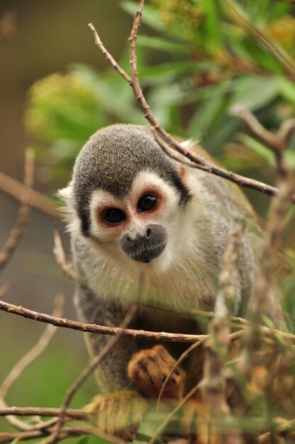 Squirrel Monkey