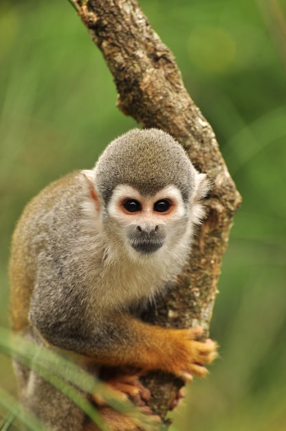 Squirrel Monkey