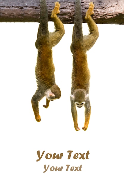 Squirrel monkeys hanging on white background