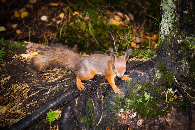 Photo squirrel near a tree closeup
